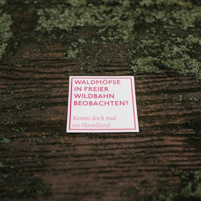 quadratischer Spruchmagnet, weiß mit pinker Aufschrift "Waldmöpse in freier Wildbahn beobachten? Komm doch mal ins Havelland."